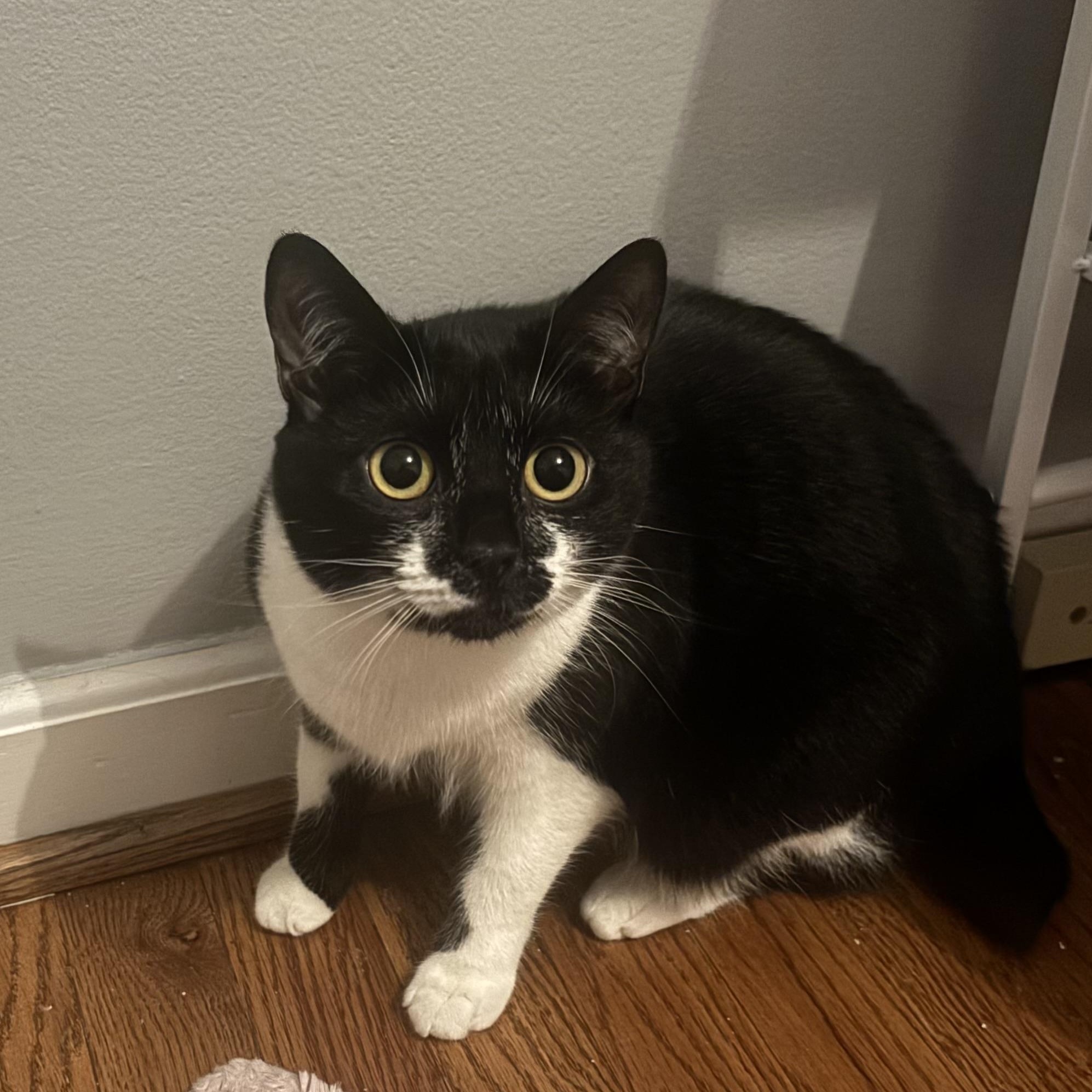 Enlarge Tansy, a Adoptable Domestic Short Hair in Sanford, NC image 1/6