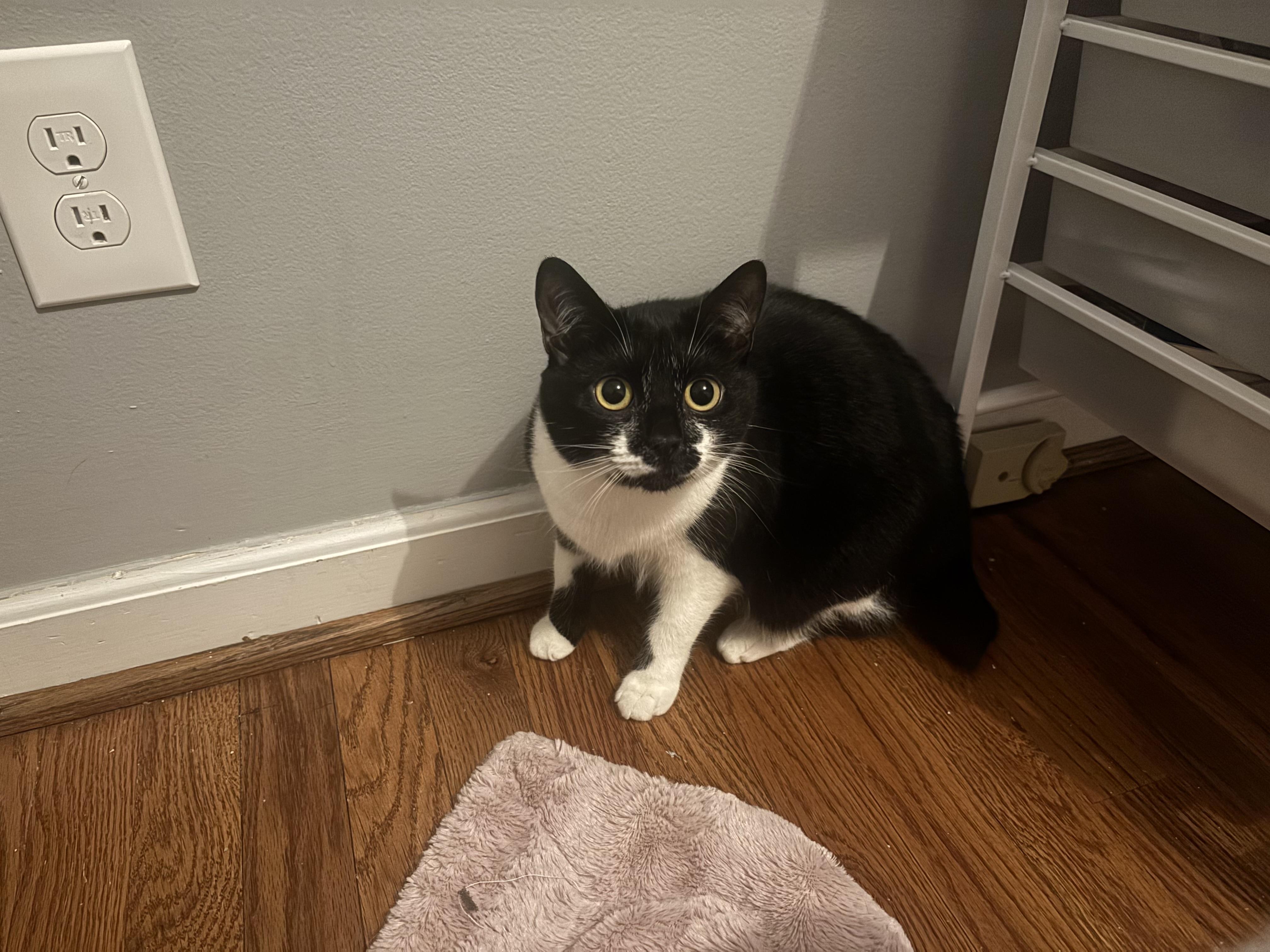 Tansy, a Adoptable Domestic Short Hair in Sanford, NC image 1/6