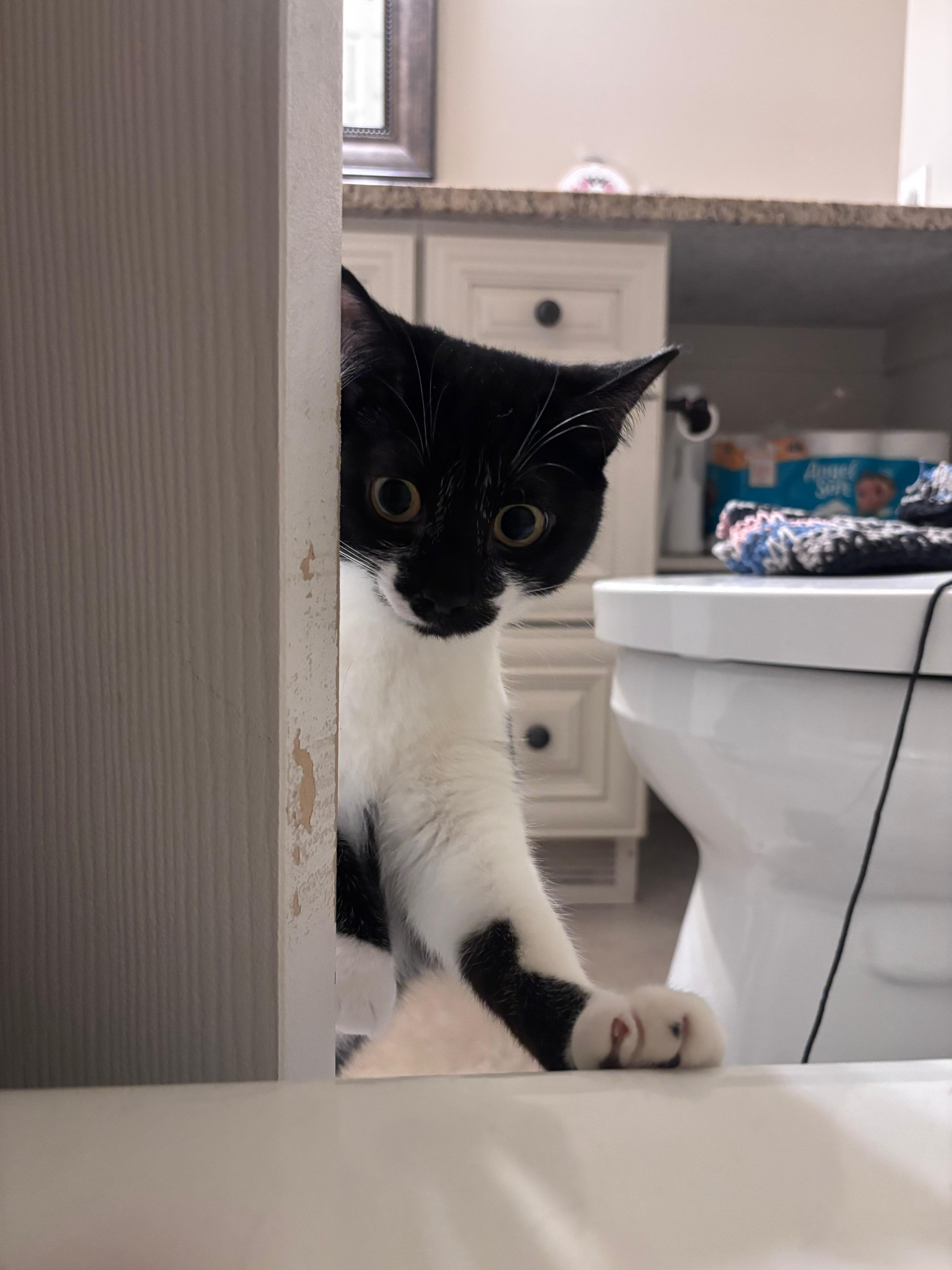 Enlarge Tansy, an adoptable mixed breed in Sanford, NC image 3/6