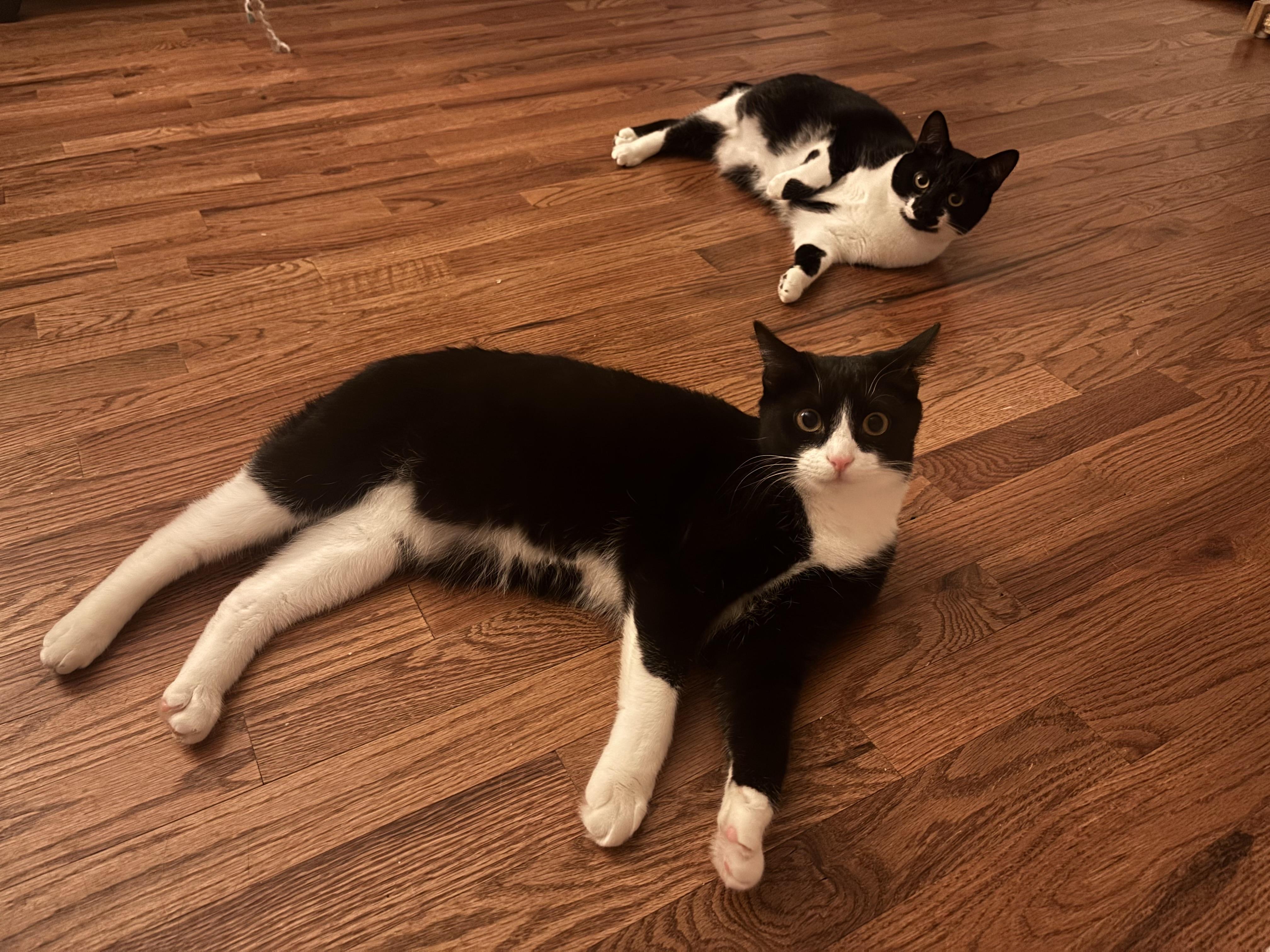 Tansy, a Adoptable Domestic Short Hair in Sanford, NC image 2/6