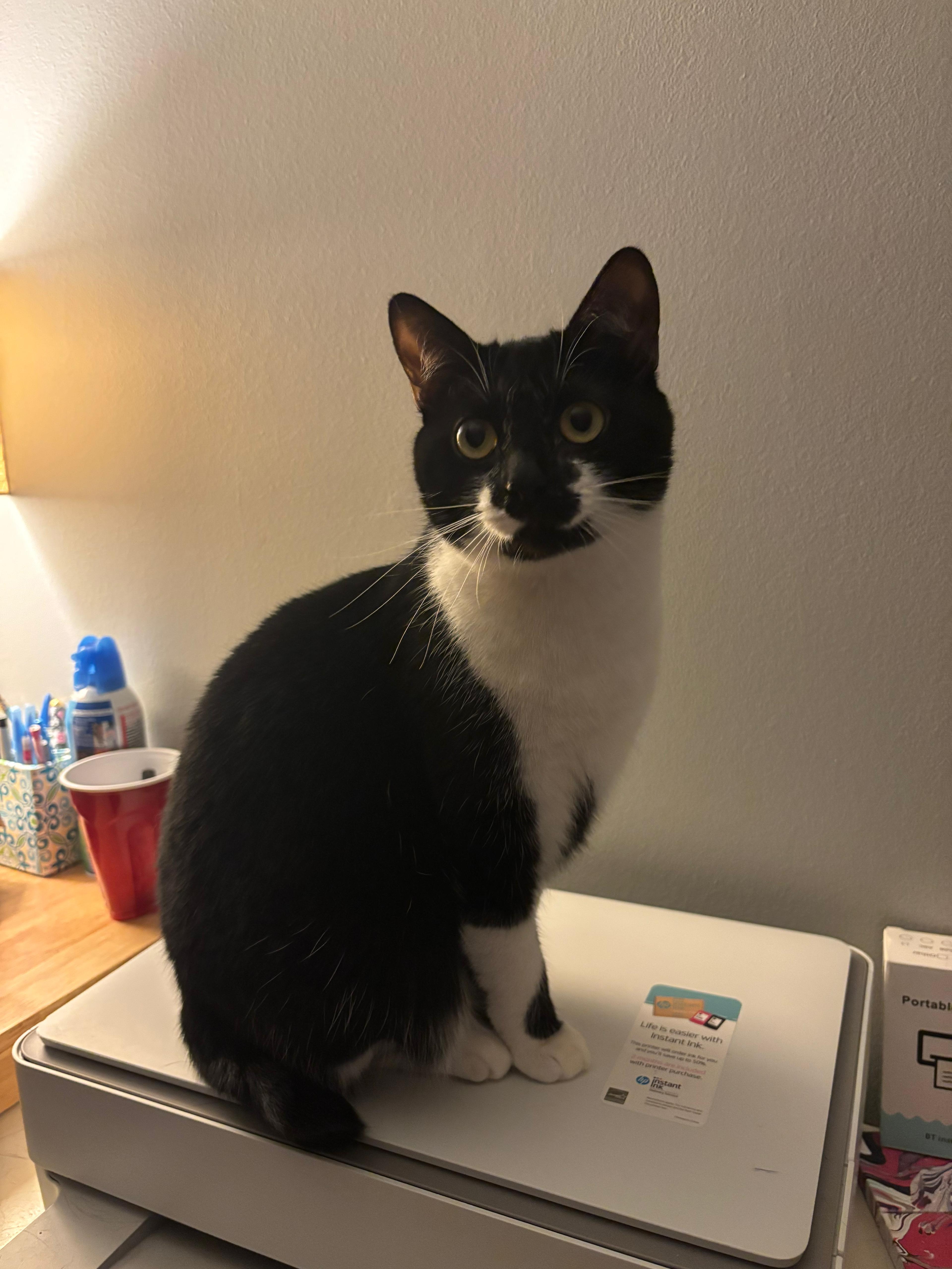 Enlarge Tansy, an adoptable mixed breed in Sanford, NC image 6/6