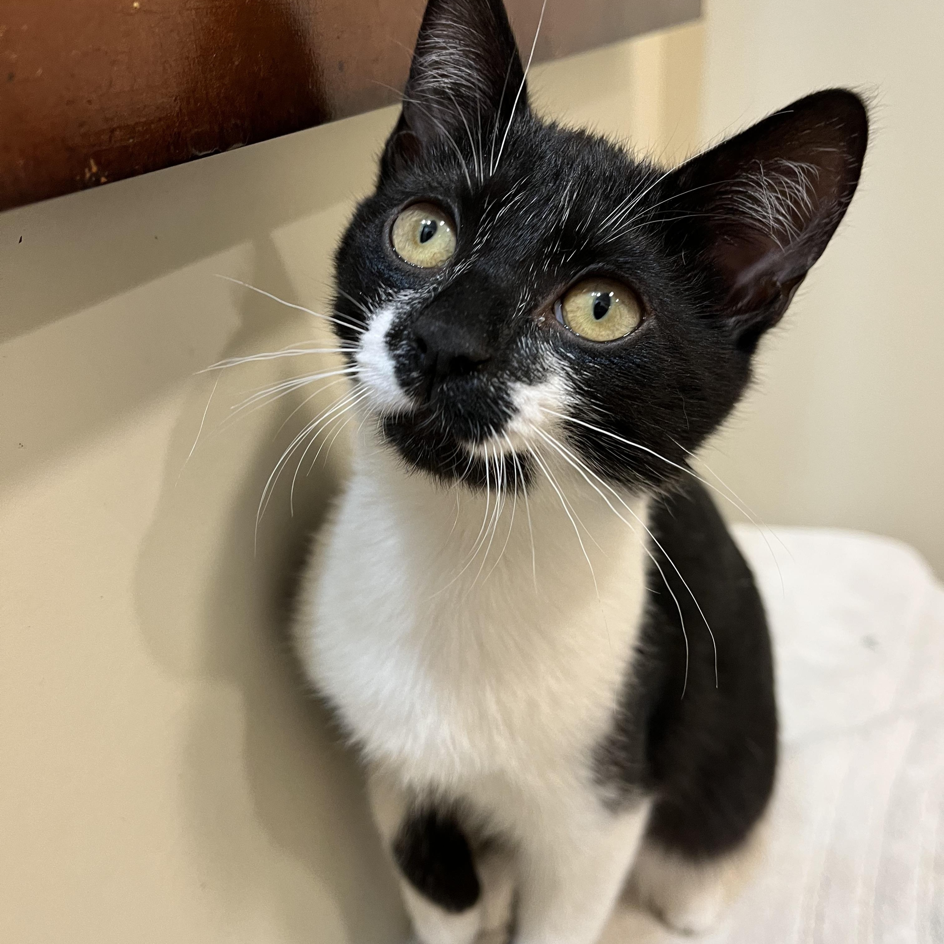 Tansy, a Adoptable Domestic Short Hair in Sanford, NC image 3/6