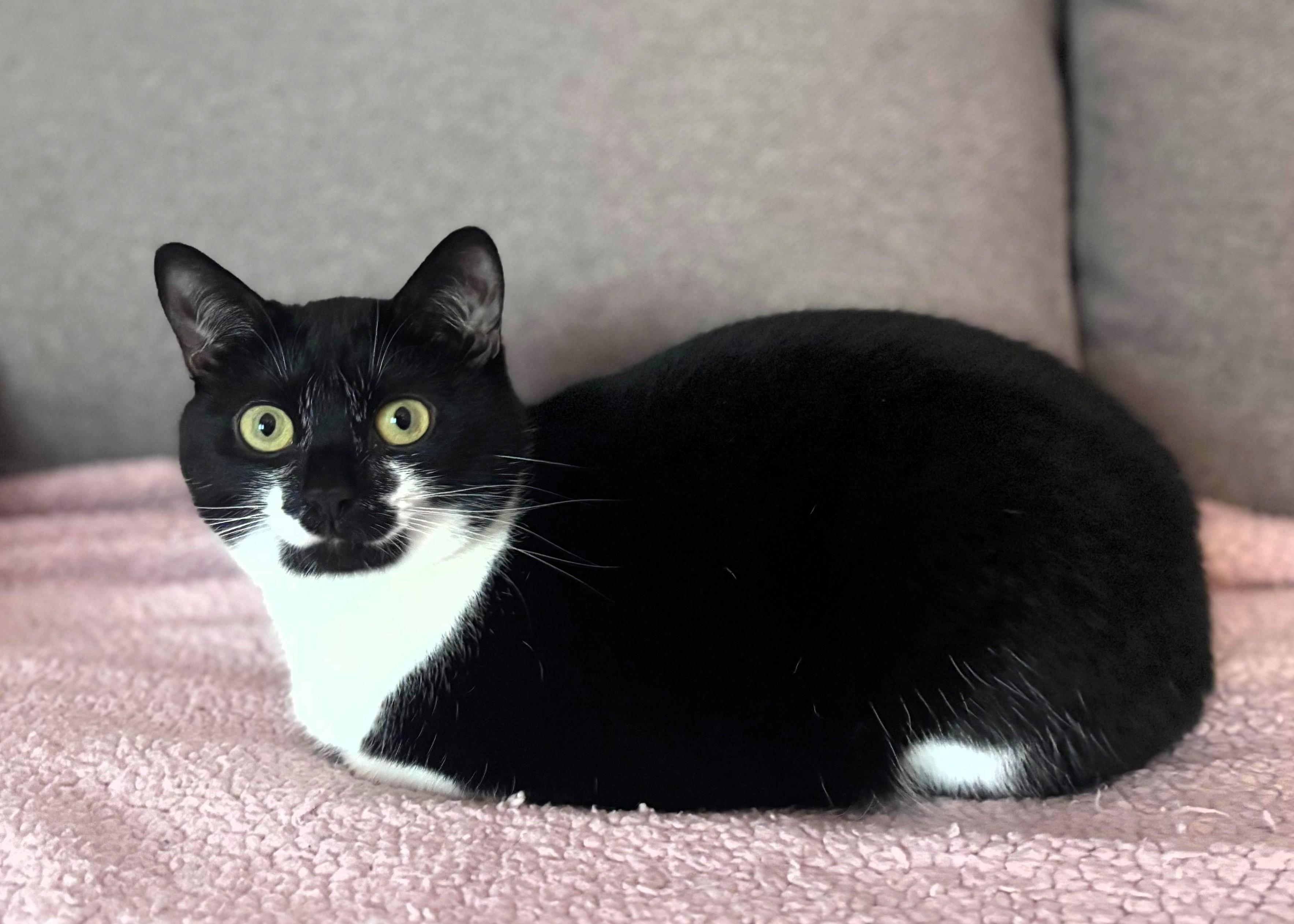 Tansy, adoptable, Young Female Domestic Short Hair & American Bobtail.