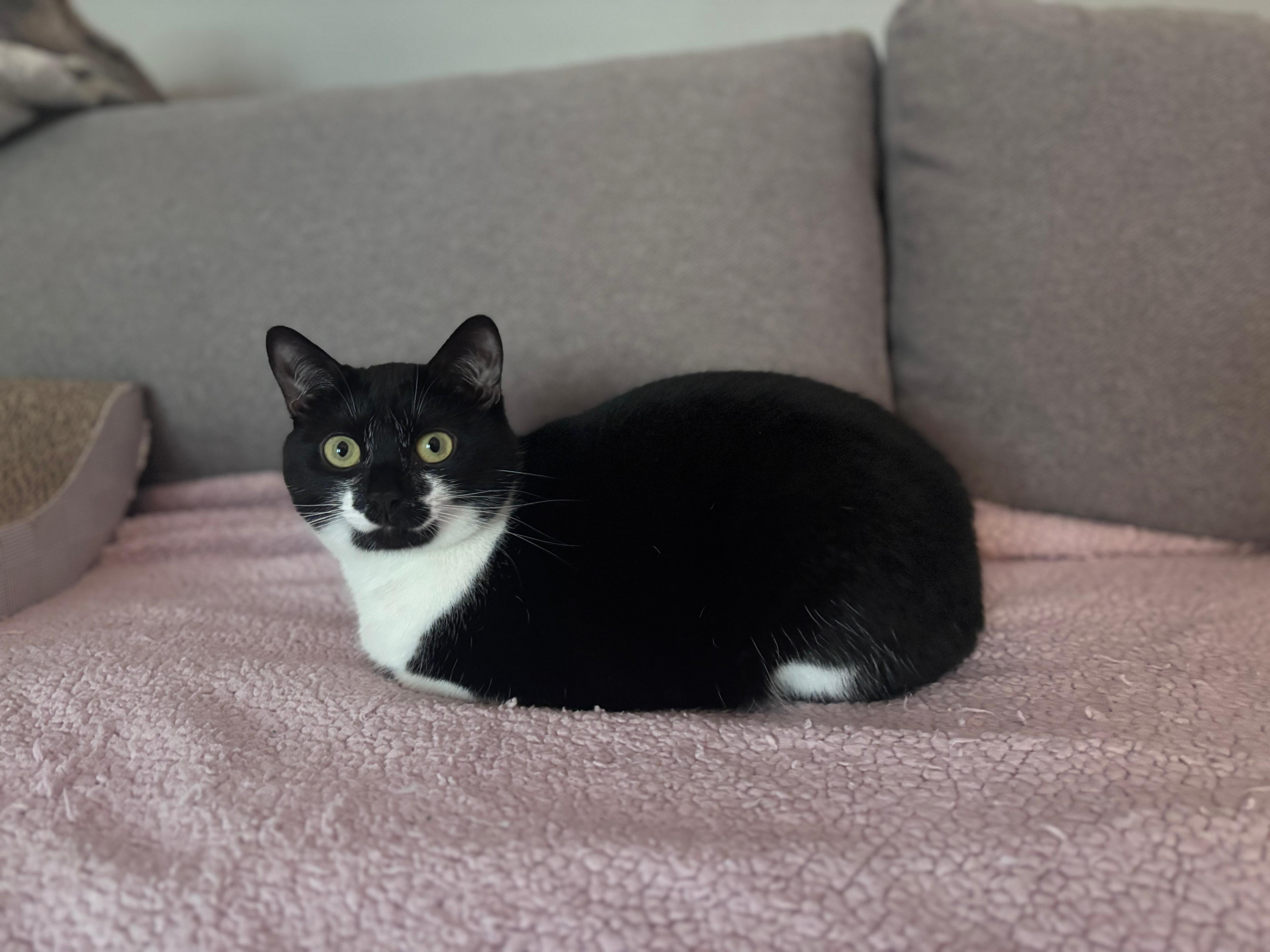 Tansy, adoptable, Young Female Domestic Short Hair & American Bobtail.