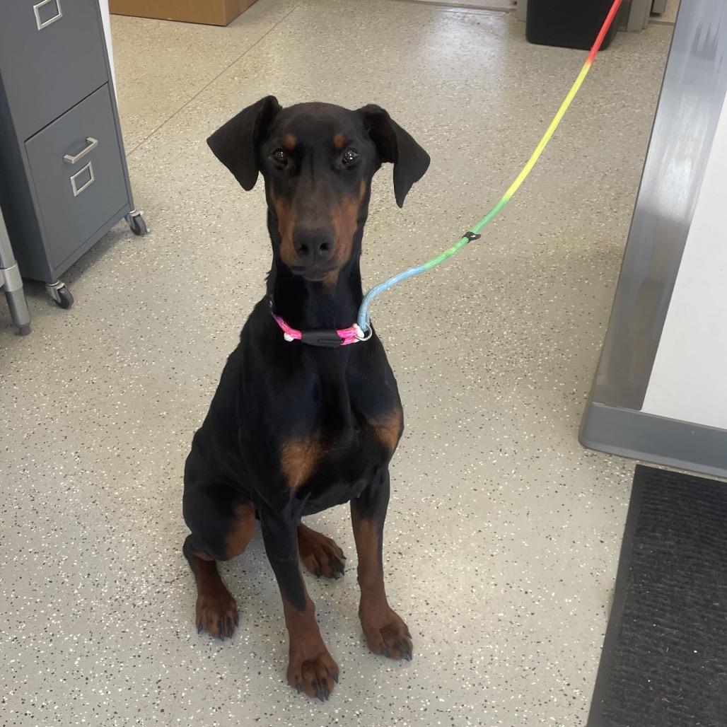 Tigg, Adoptable, Adult Female Doberman Pinscher.