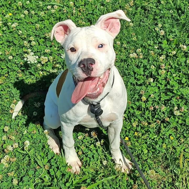 Snickerdoodle, Adoptable, Puppy Female Pit Bull Terrier.