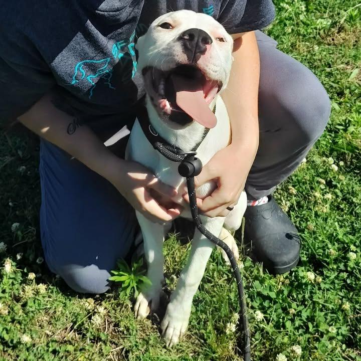 Snickerdoodle, a Adoptable Pit Bull Terrier in Springdale, AR image 2/6