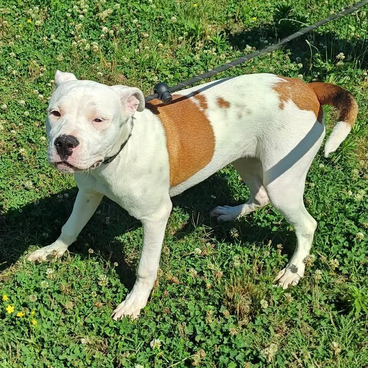 Snickerdoodle, a Adoptable Pit Bull Terrier in Springdale, AR image 3/6
