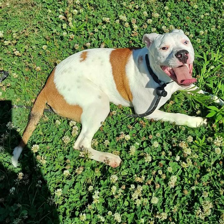 Snickerdoodle, a Adoptable Pit Bull Terrier in Springdale, AR image 4/6