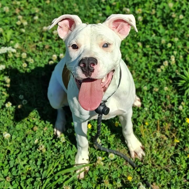 Snickerdoodle, a Adoptable Pit Bull Terrier in Springdale, AR image 5/6
