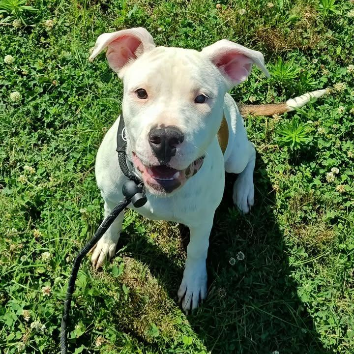 Snickerdoodle, a Adoptable Pit Bull Terrier in Springdale, AR image 6/6