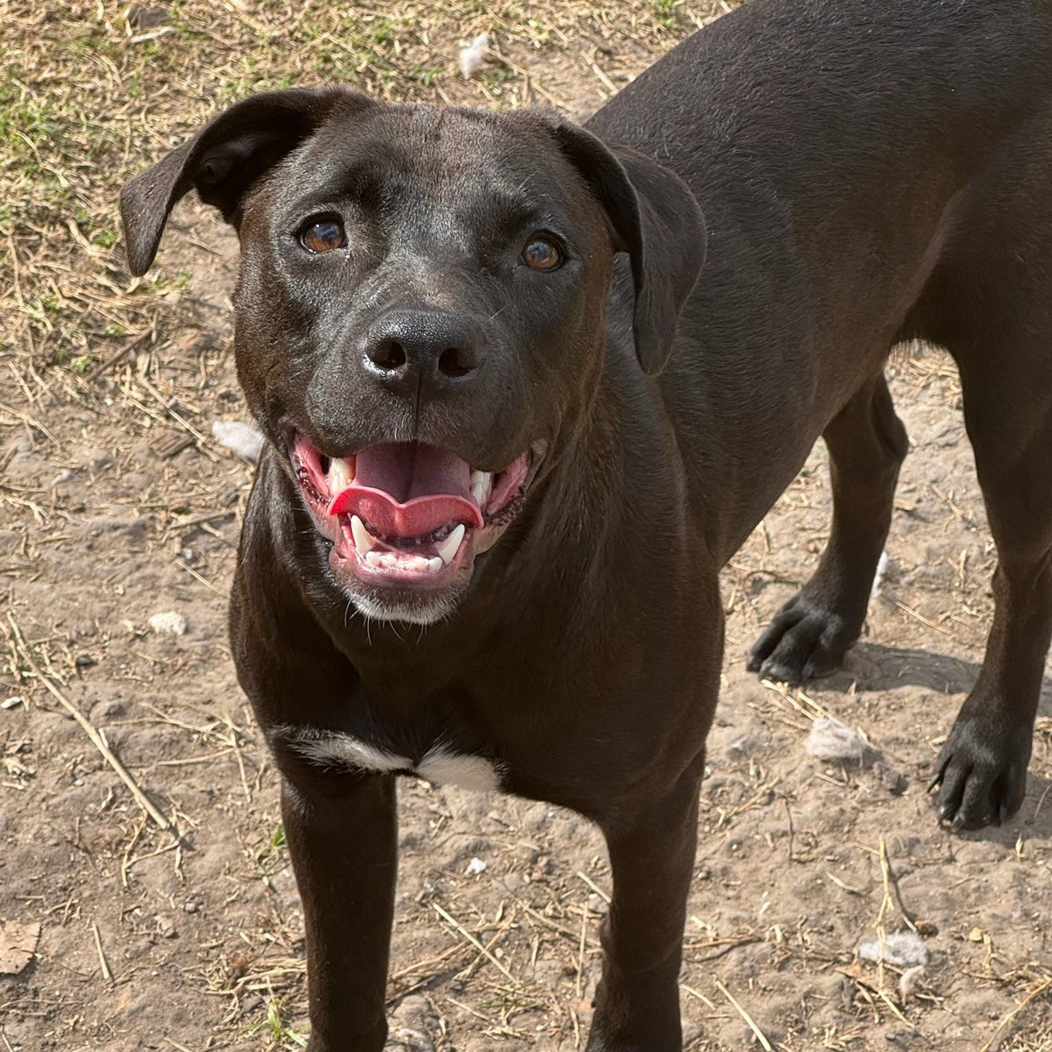 Enlarge Fiji, a Adoptable mixed breed in Portland, OR image 4/6