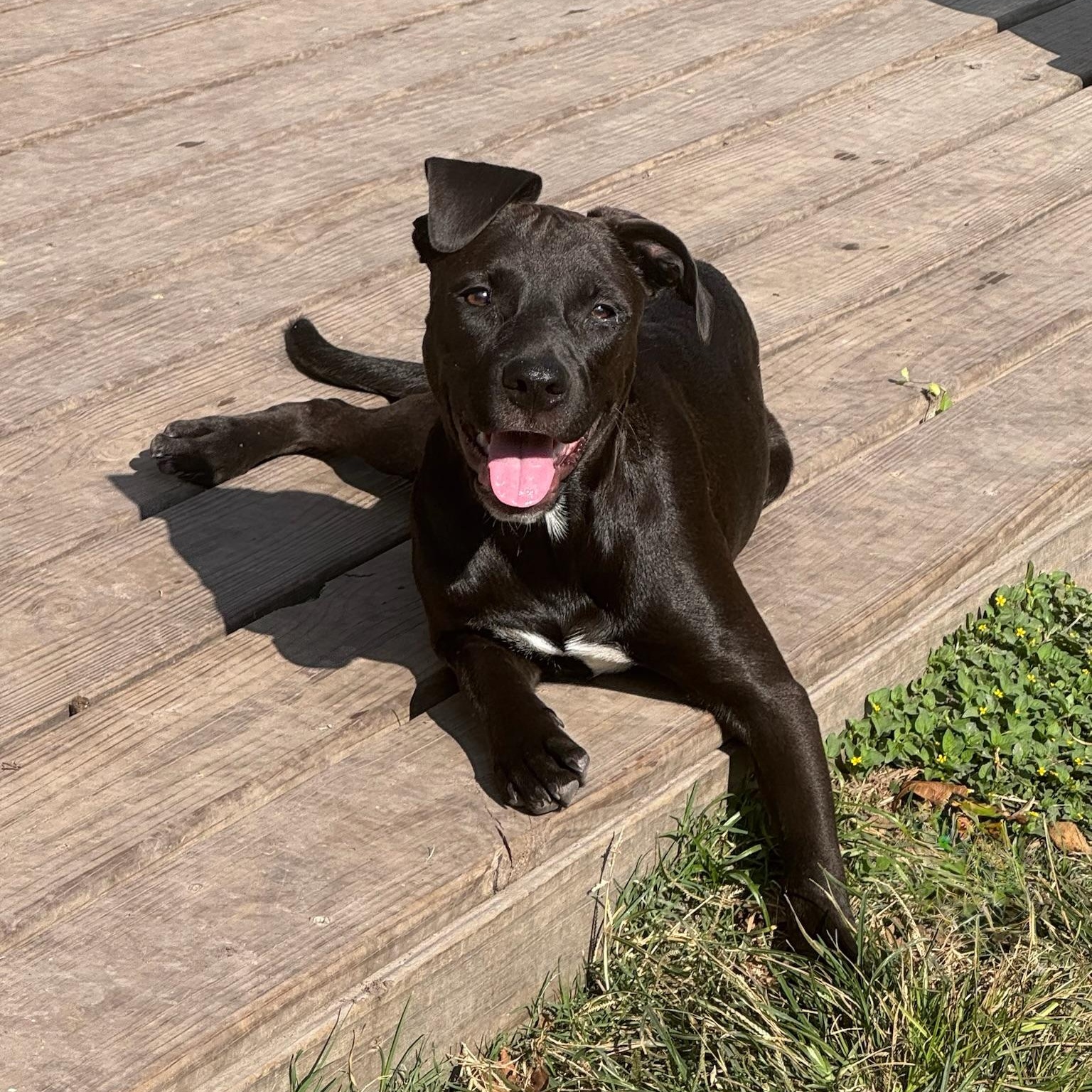 Enlarge Fiji, a Adoptable mixed breed in Portland, OR image 2/6
