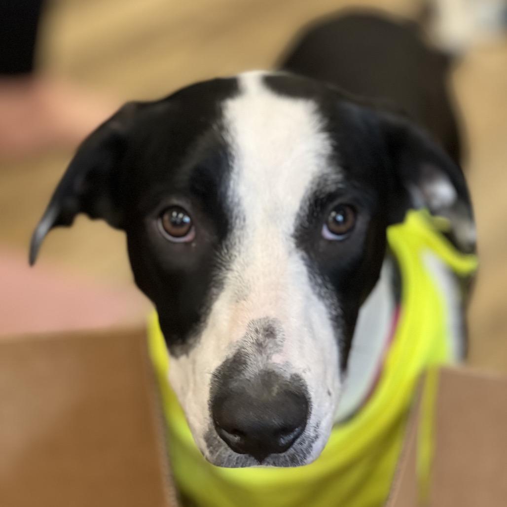 Enlarge Gracie (Molasses), a Adoptable Pointer in Reisterstown, MD image 1/5
