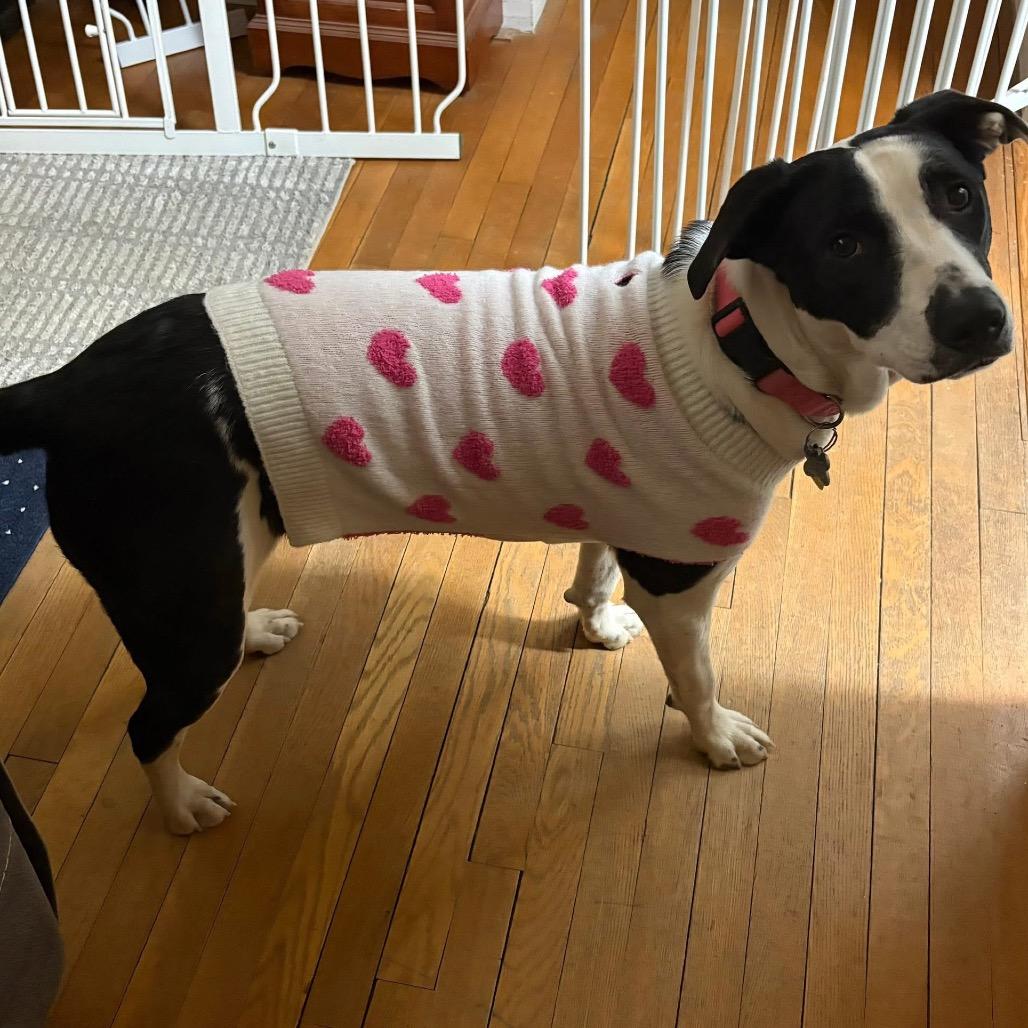 Enlarge Gracie (Molasses), a Adoptable Pointer in Reisterstown, MD image 2/5