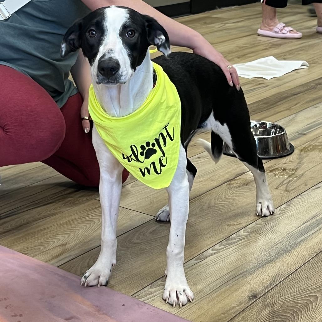 Enlarge Gracie (Molasses), a Adoptable Pointer in Reisterstown, MD image 3/5