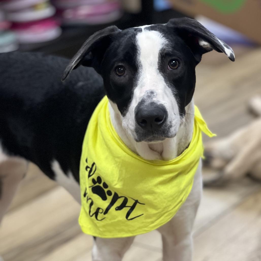 Enlarge Gracie (Molasses), a Adoptable Pointer in Reisterstown, MD image 4/5