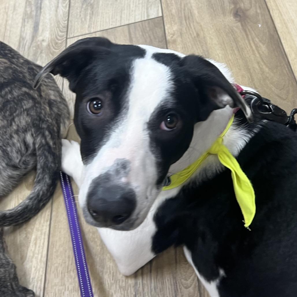 Enlarge Gracie (Molasses), a Adoptable Pointer in Reisterstown, MD image 5/5