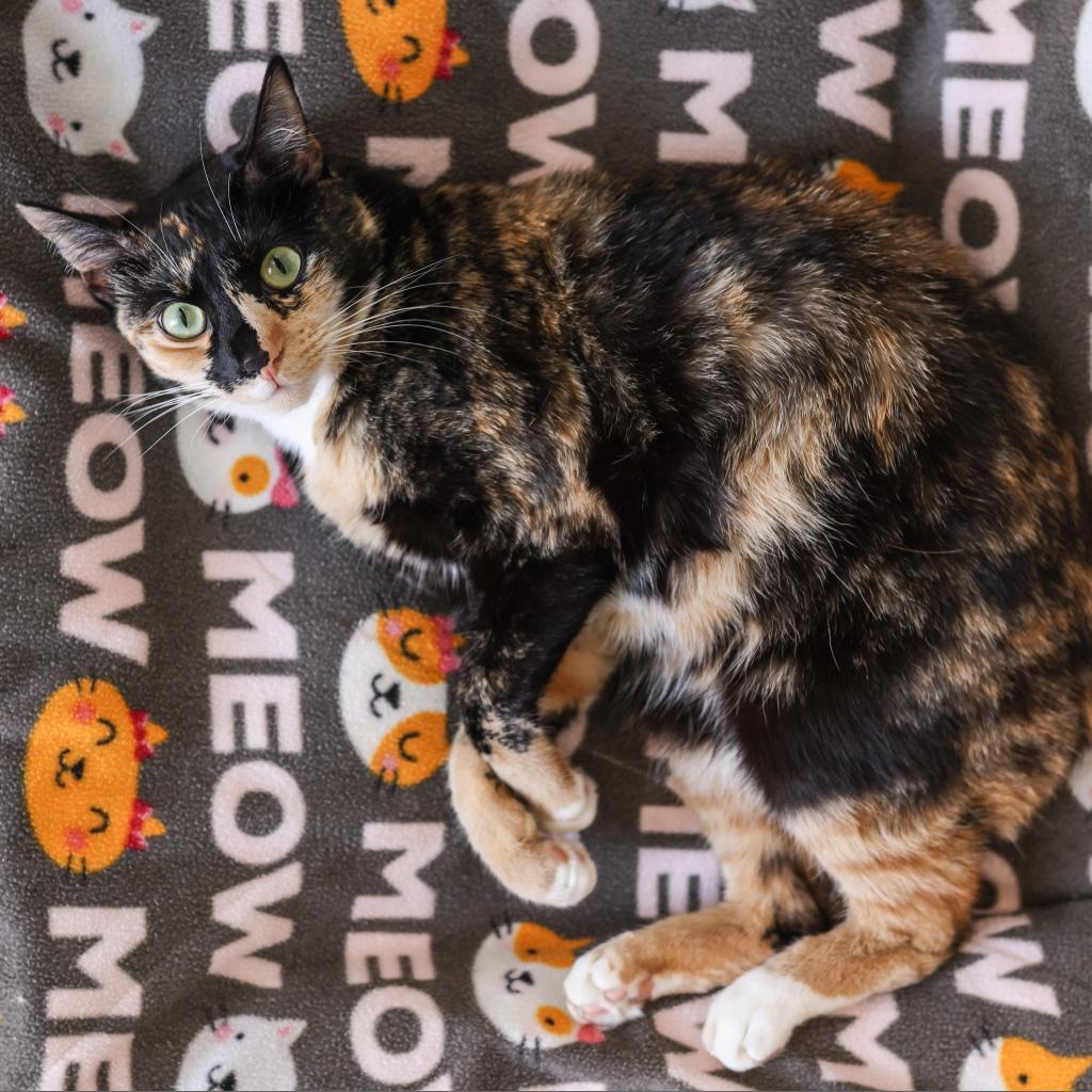 Blair — thumbnail 2