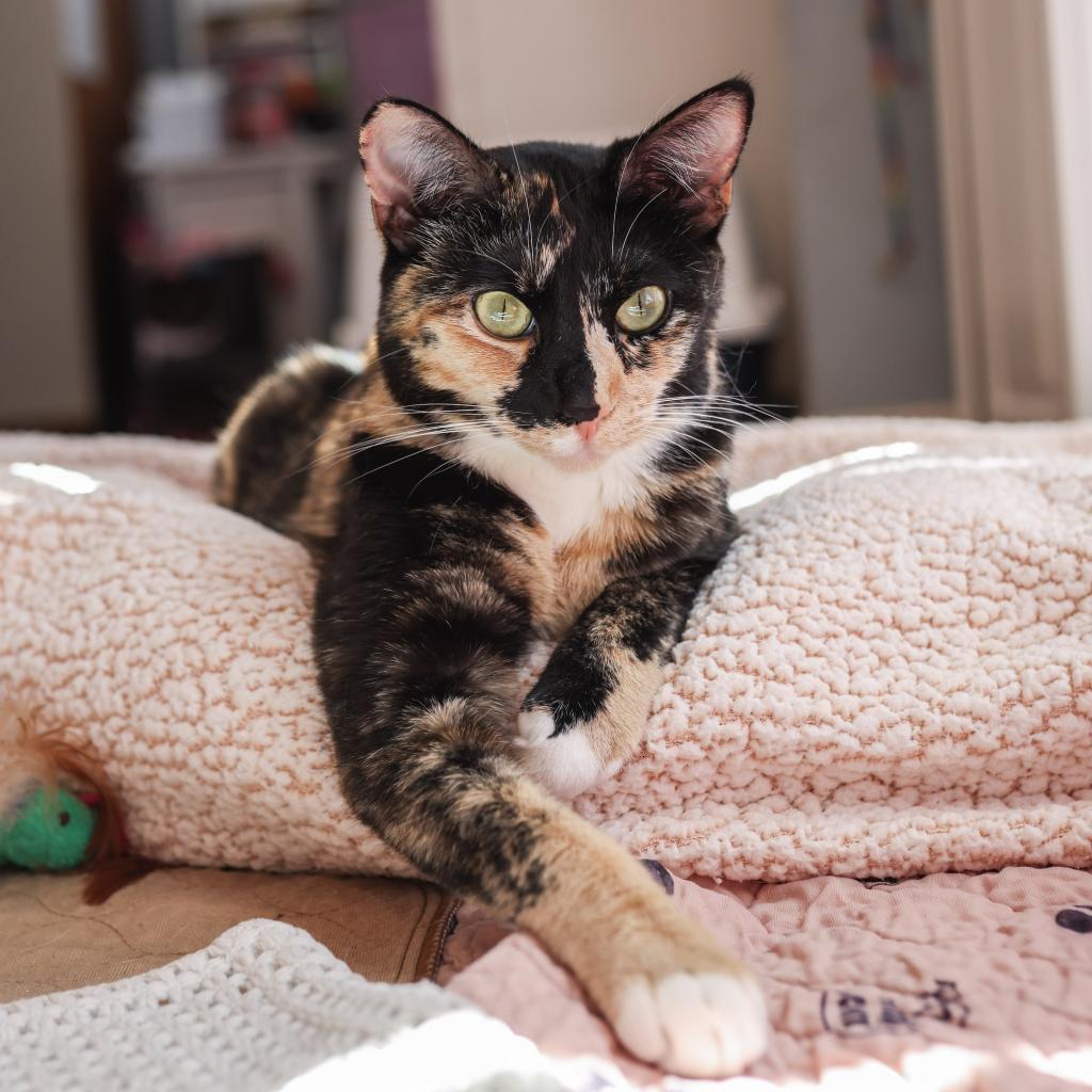 Blair — thumbnail 3