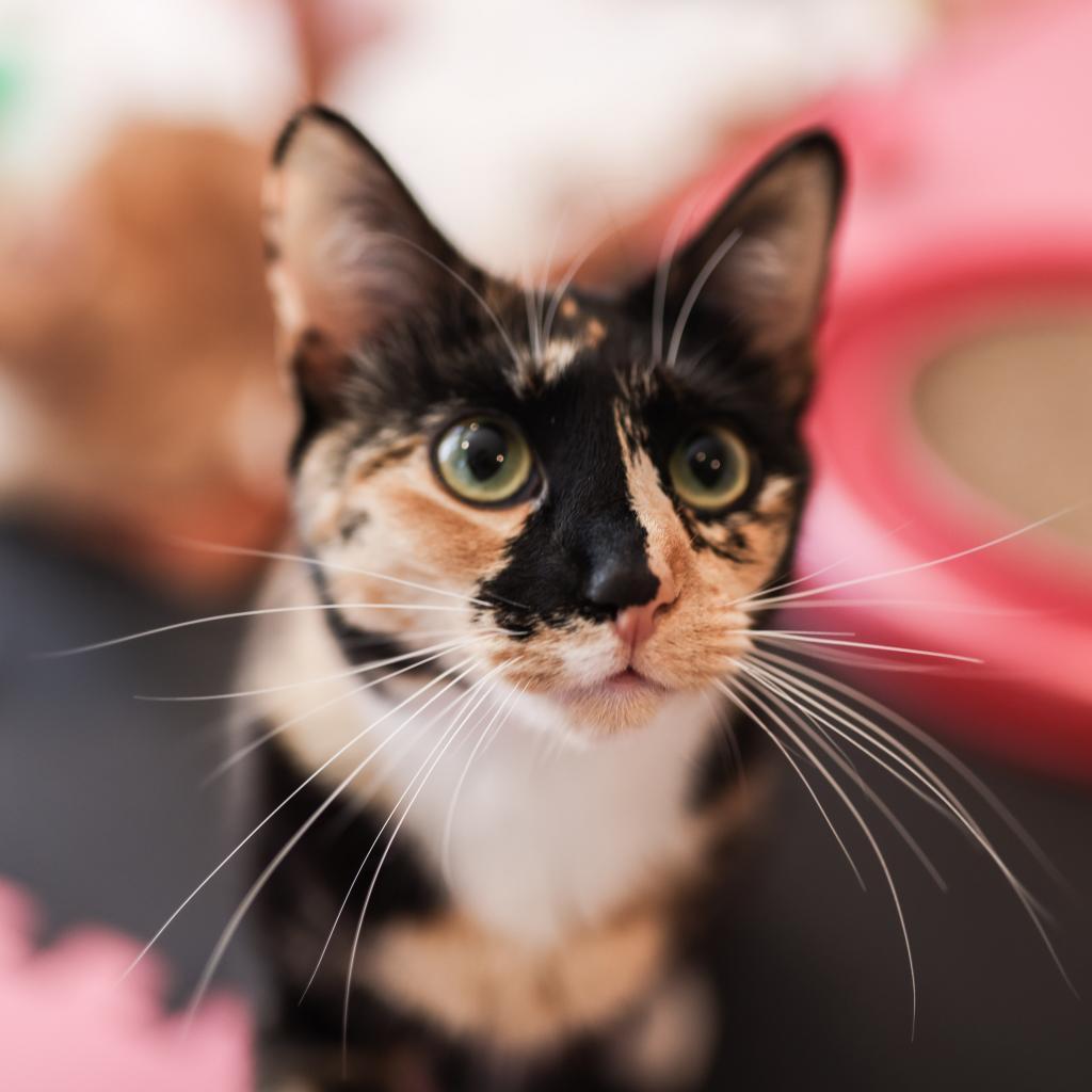 Blair — thumbnail 4