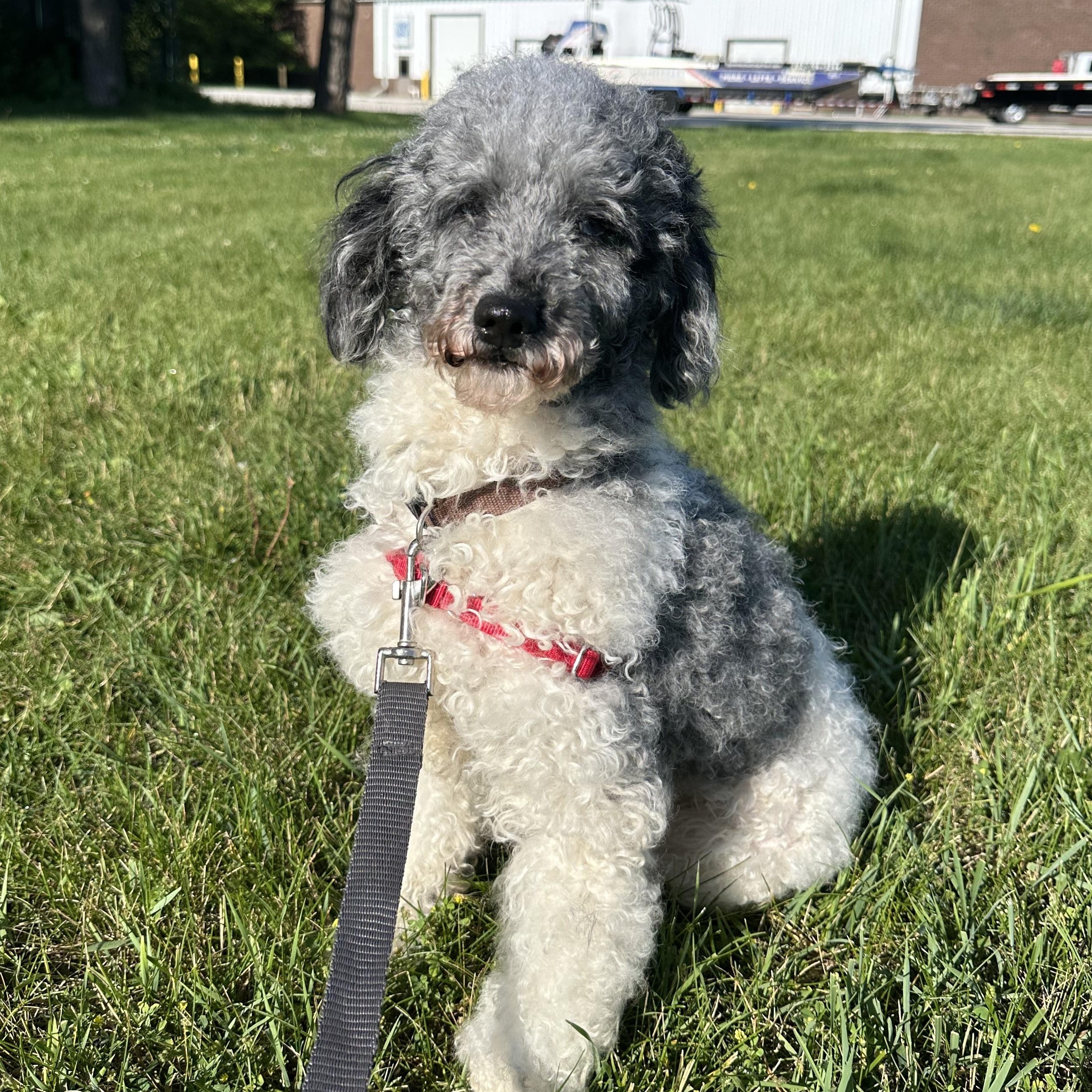 Hook-Foster Home Needed, a ADOPTABLE Miniature Poodle in Hartland, WI image 2/5