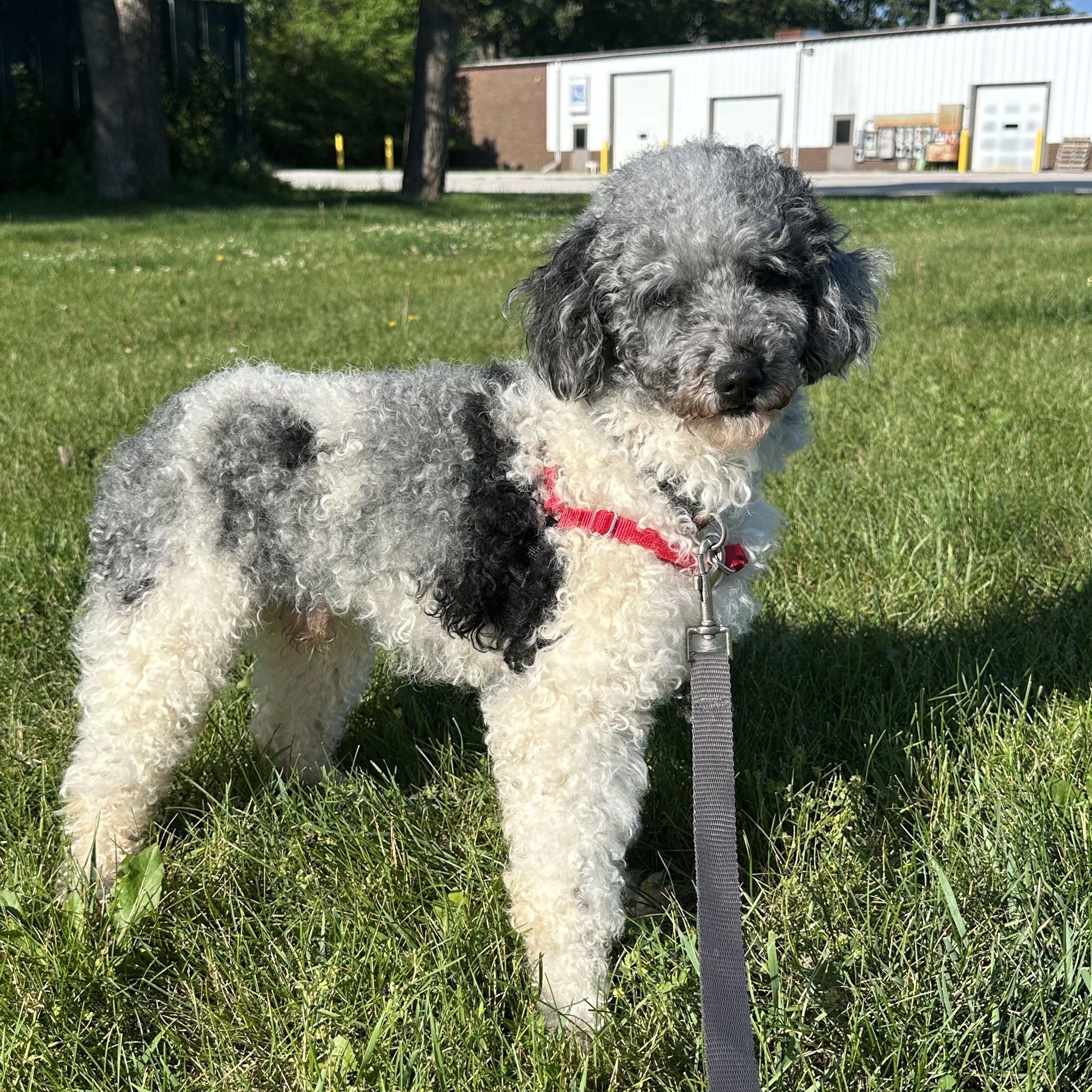 Hook-Foster Home Needed, a ADOPTABLE Miniature Poodle in Hartland, WI image 3/5