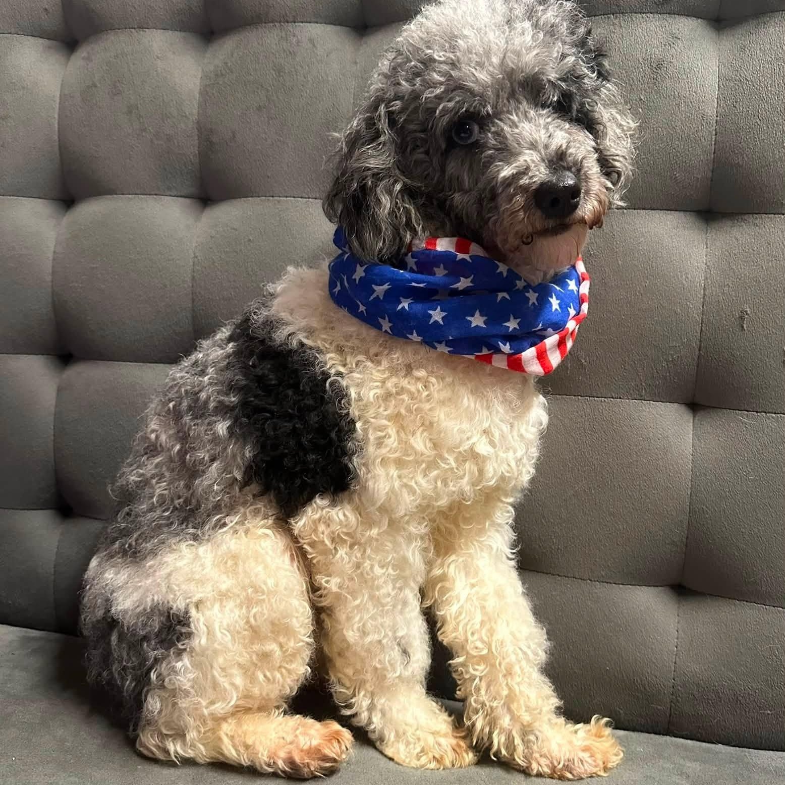 Hook, a ADOPTABLE Miniature Poodle in Hartland, WI image 6/6