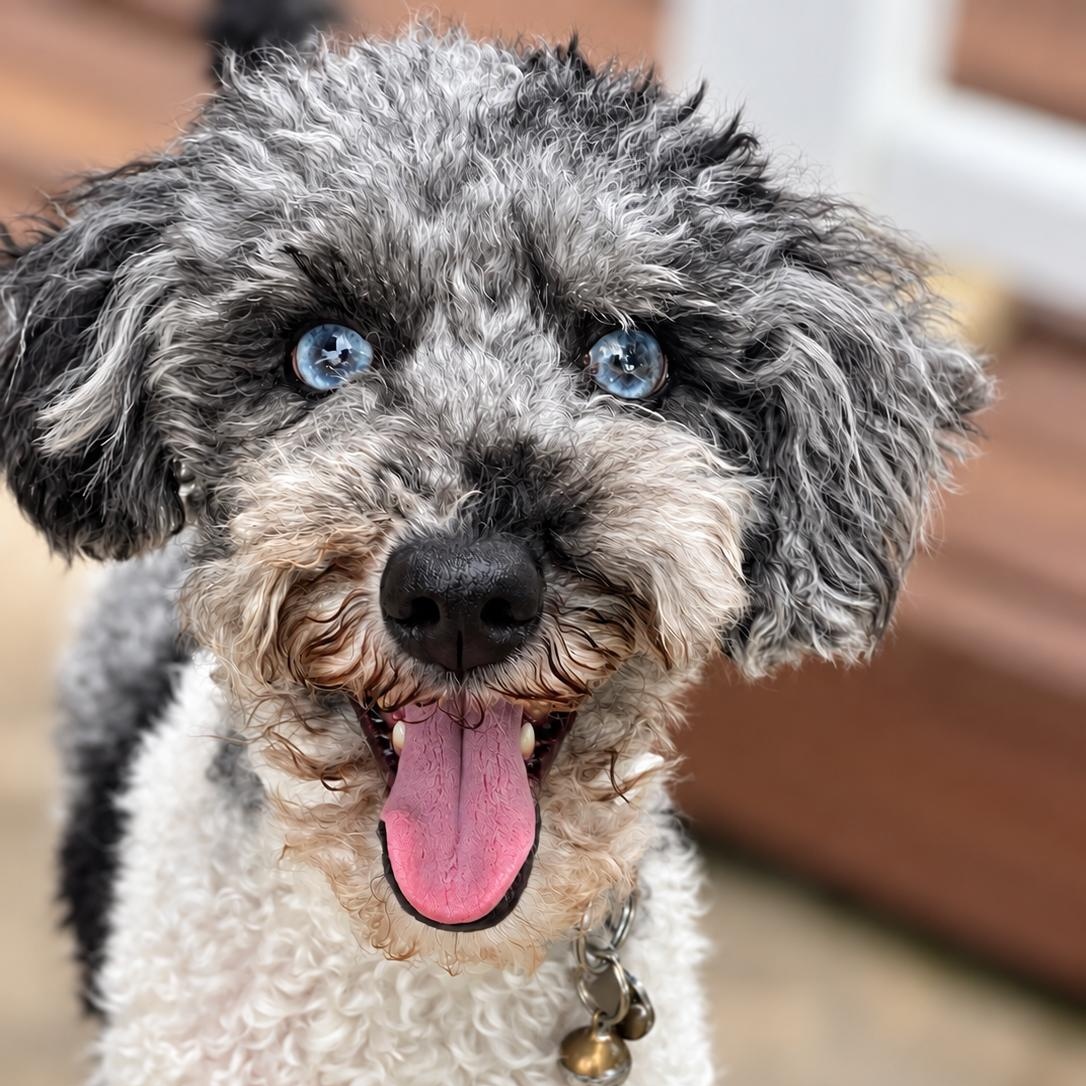 Hook, ADOPTABLE, Adult Male Miniature Poodle.
