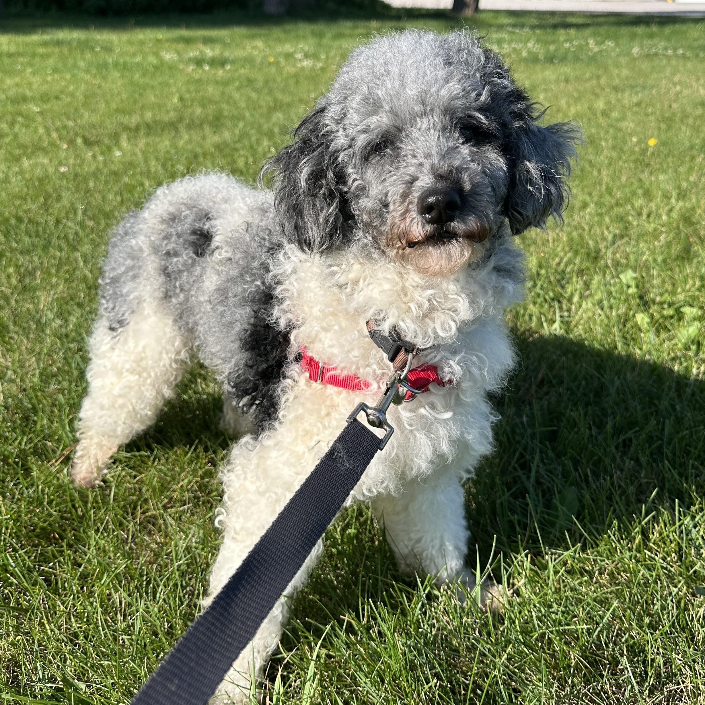 Hook-Foster Home Needed, a ADOPTABLE Miniature Poodle in Hartland, WI image 1/5