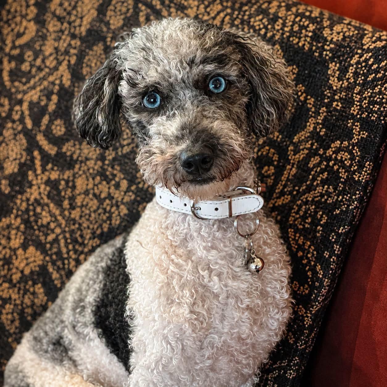 Hook, ADOPTABLE, Adult Male Miniature Poodle.