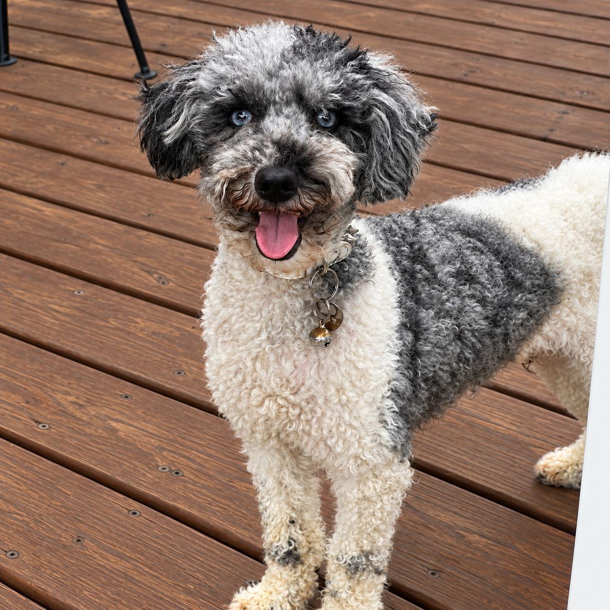 Enlarge Hook, a ADOPTABLE Miniature Poodle in Hartland, WI image 2/6