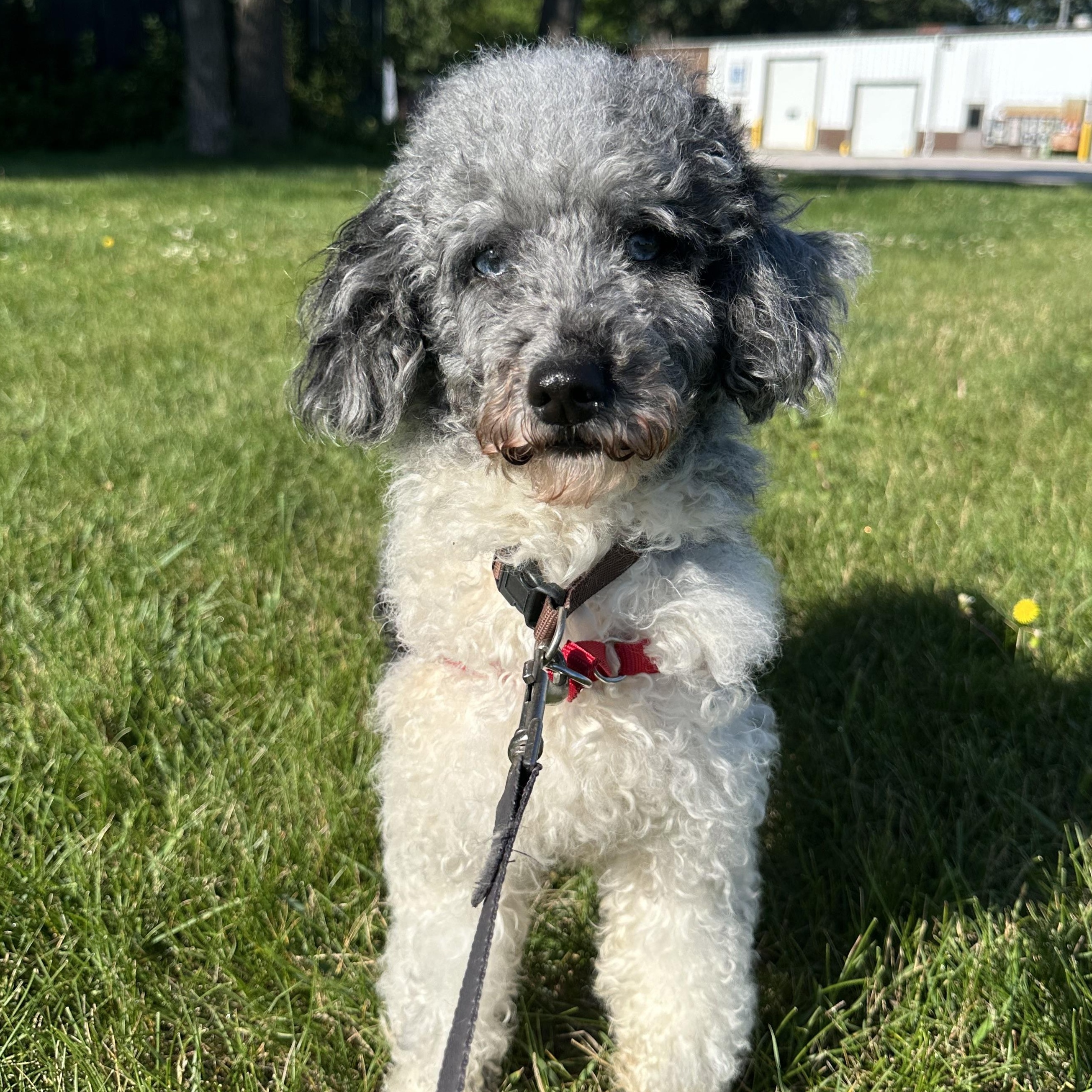 Hook-Foster Home Needed, a ADOPTABLE Miniature Poodle in Hartland, WI image 4/5