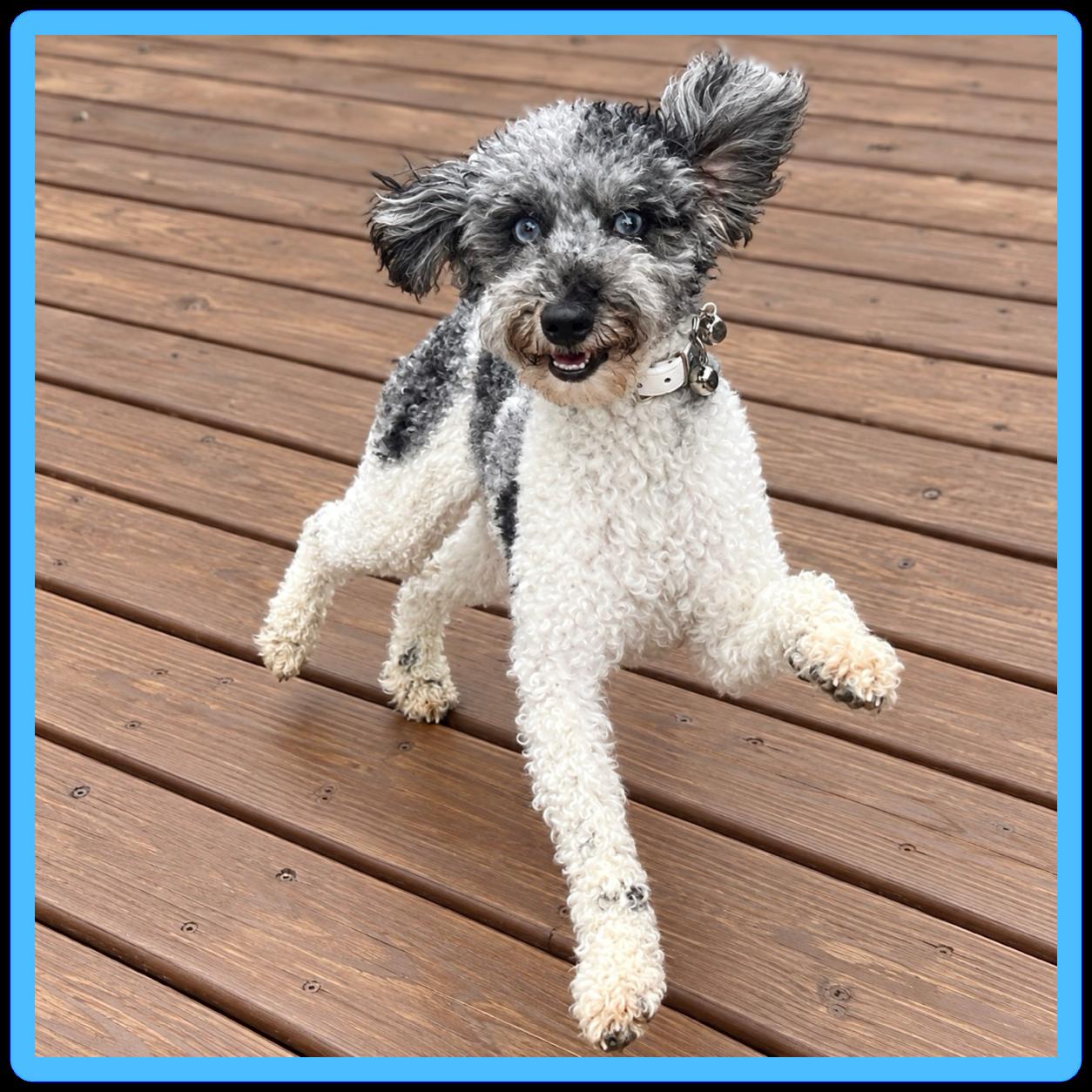 Enlarge Hook, a ADOPTABLE Miniature Poodle in Hartland, WI image 3/6