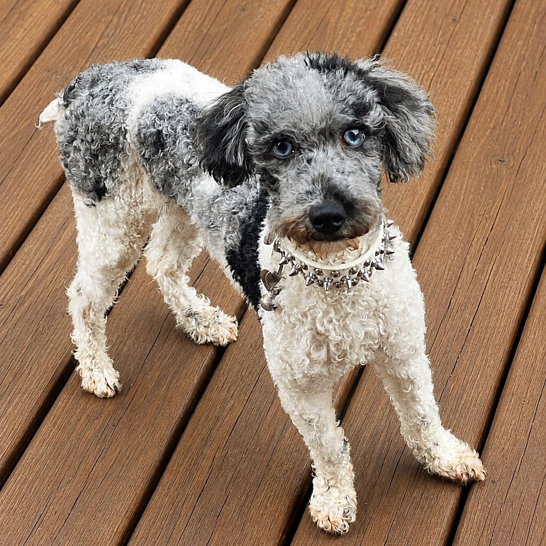 Enlarge Hook, a ADOPTABLE Miniature Poodle in Hartland, WI image 5/6