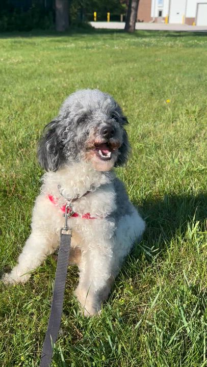 Enlarge Hook-Foster Home Needed, a ADOPTABLE Miniature Poodle in Hartland, WI video 5/5