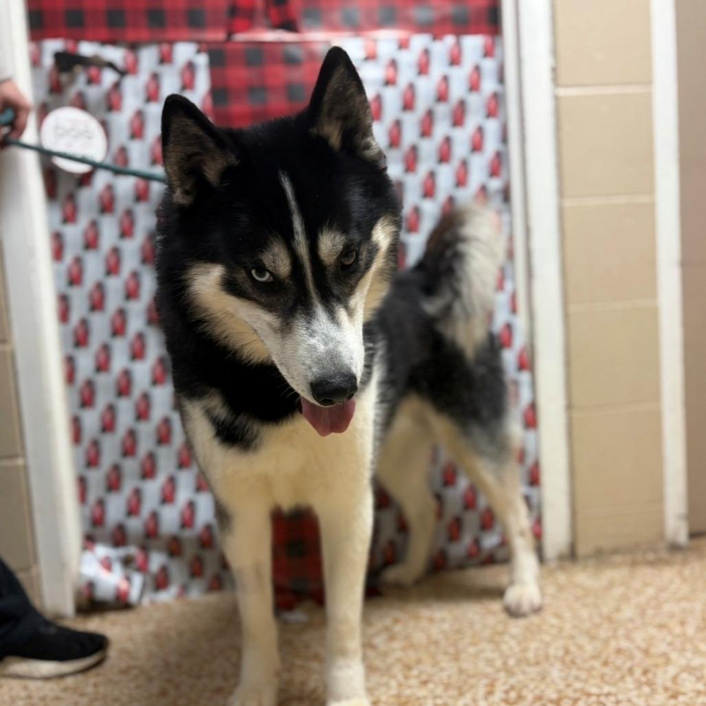 Enlarge Coach, a Adoptable Husky in Chehalis, WA image 1/4