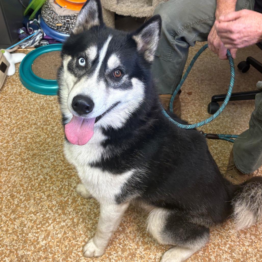 Enlarge Coach, a Adoptable Husky in Chehalis, WA image 2/4