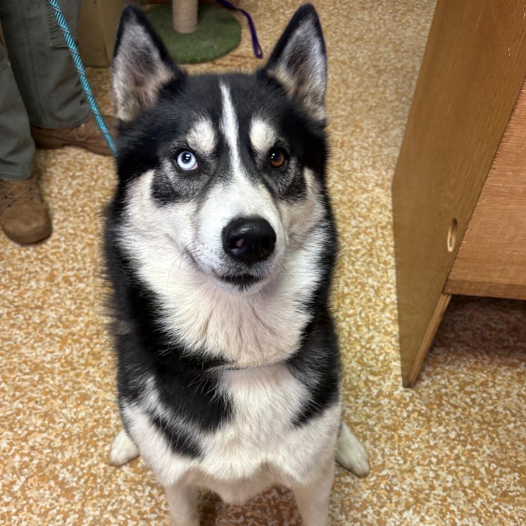 Enlarge Coach, a Adoptable Husky in Chehalis, WA image 3/4
