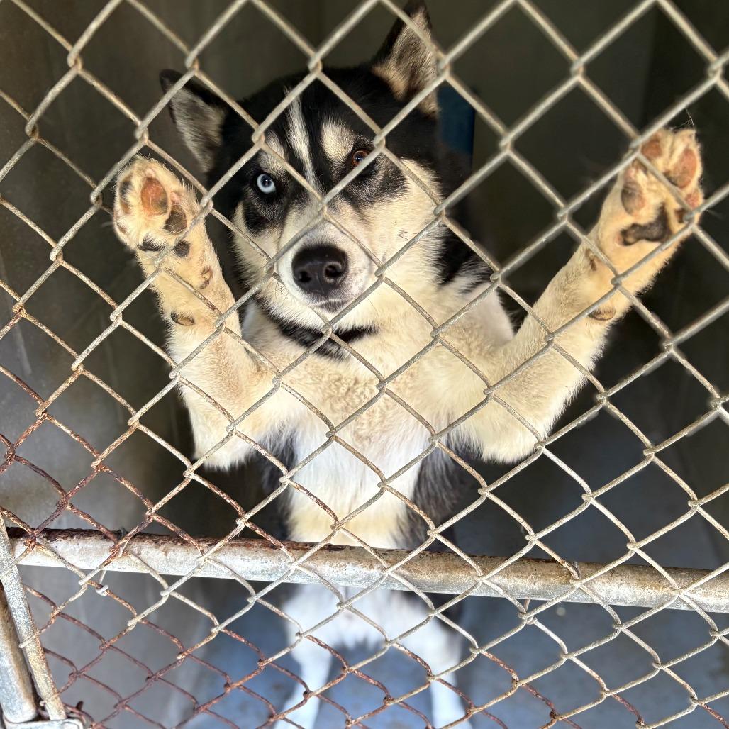Enlarge Coach, a Adoptable Husky in Chehalis, WA image 4/4