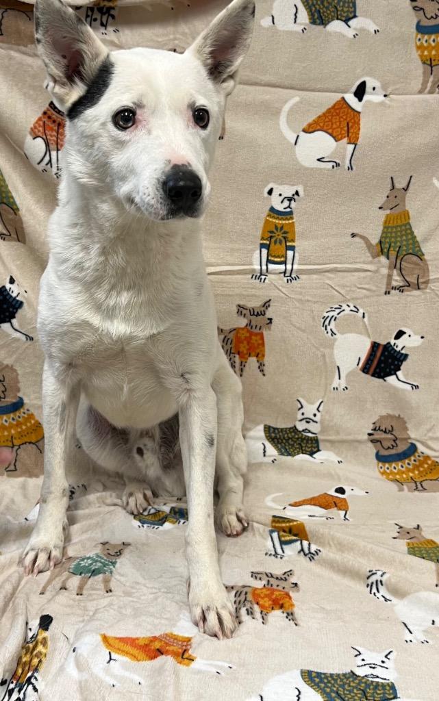 Enlarge Boshi, a Adoptable mixed breed in Pittsfield, IL image 1/3