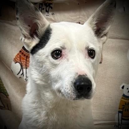 Boshi, Adoptable, Adult Male Australian Shepherd & Australian Cattle Dog / Blue Heeler.