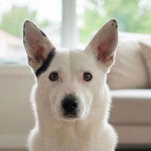 Enlarge Boshi, a Adoptable mixed breed in Pittsfield, IL image 2/3