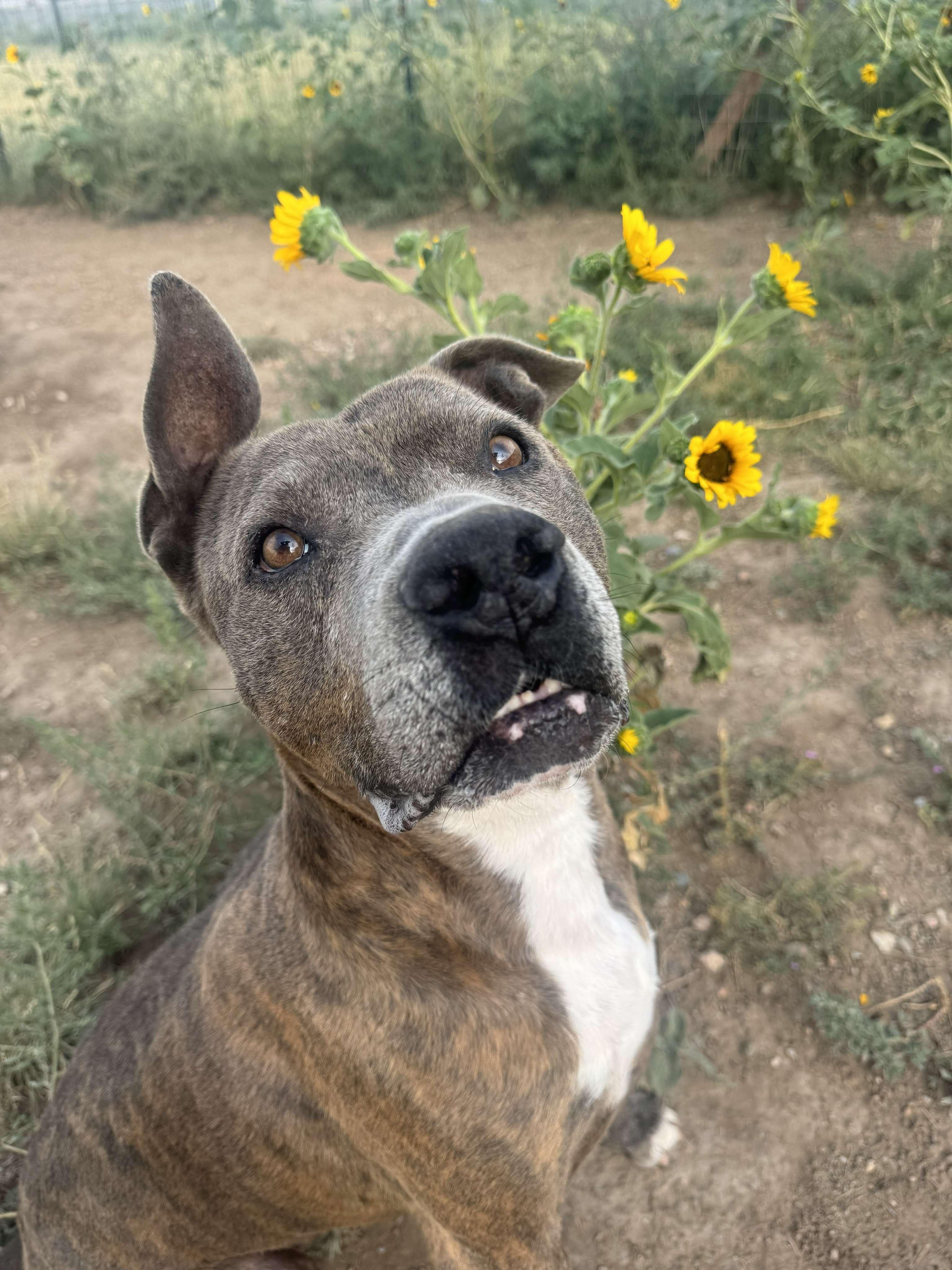 Enlarge Edward, a Adoptable mixed breed in RYE, CO image 2/6