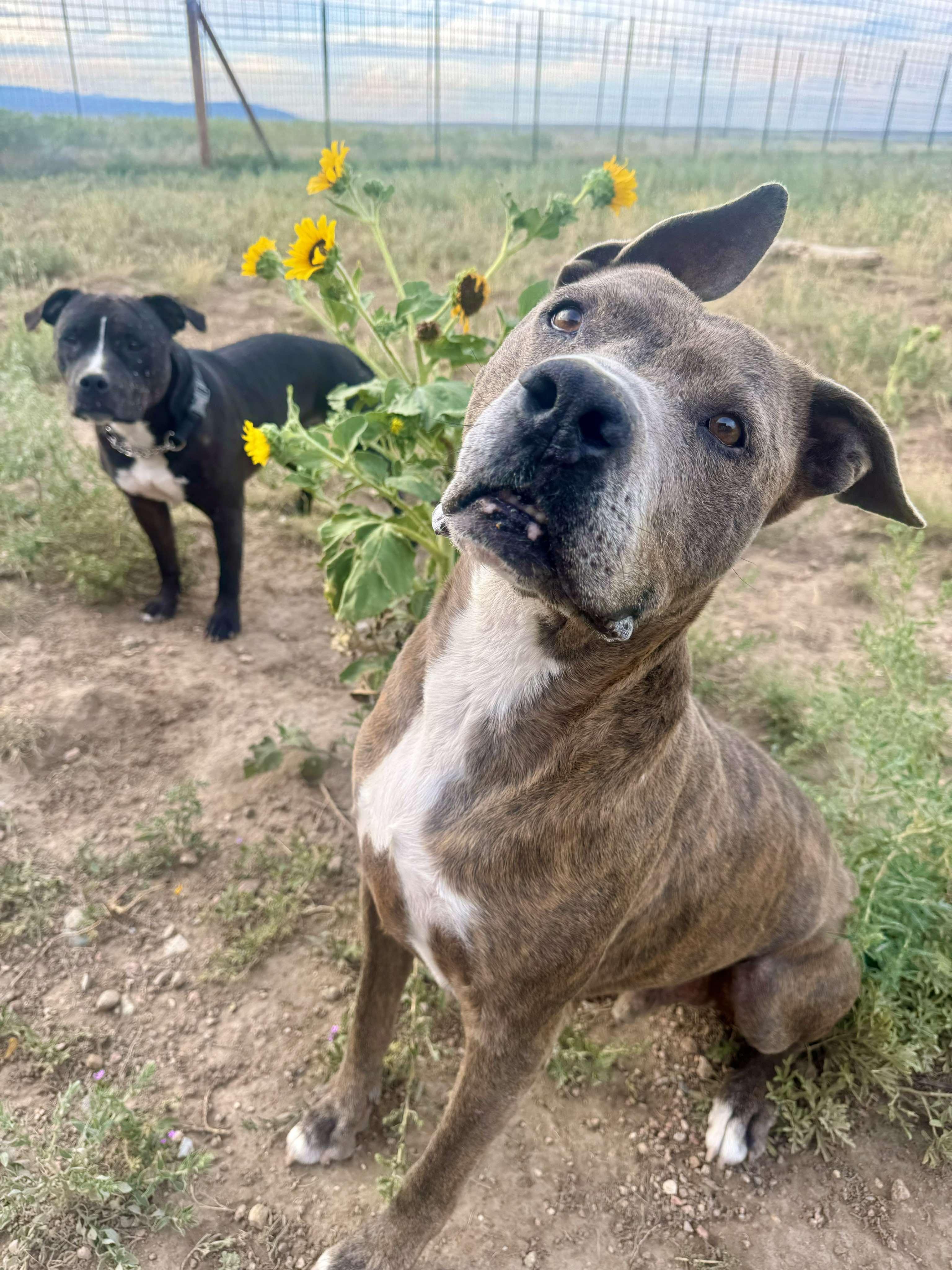 Enlarge Edward, a Adoptable mixed breed in RYE, CO image 4/6