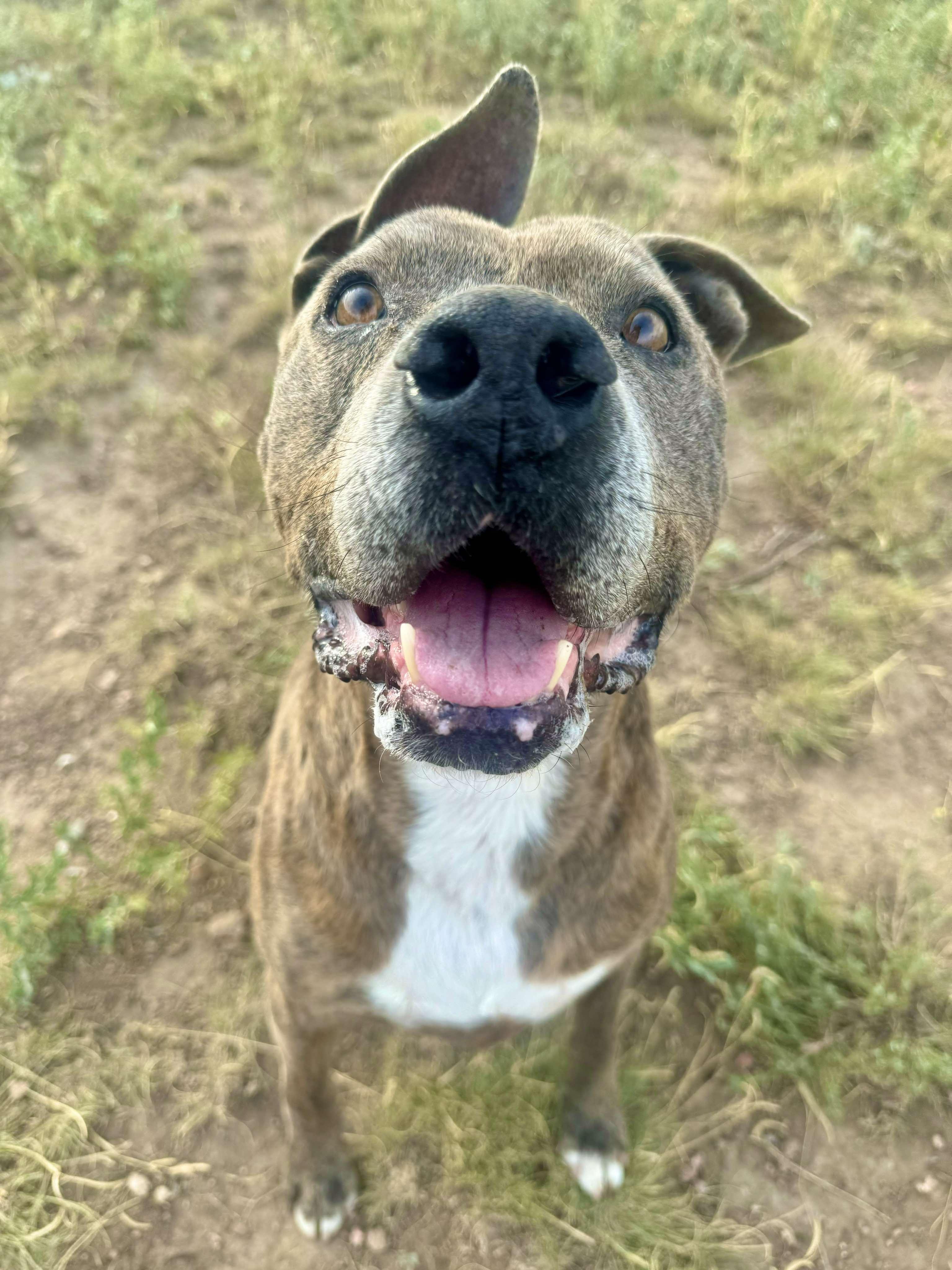 Enlarge Edward, a Adoptable mixed breed in RYE, CO image 5/6