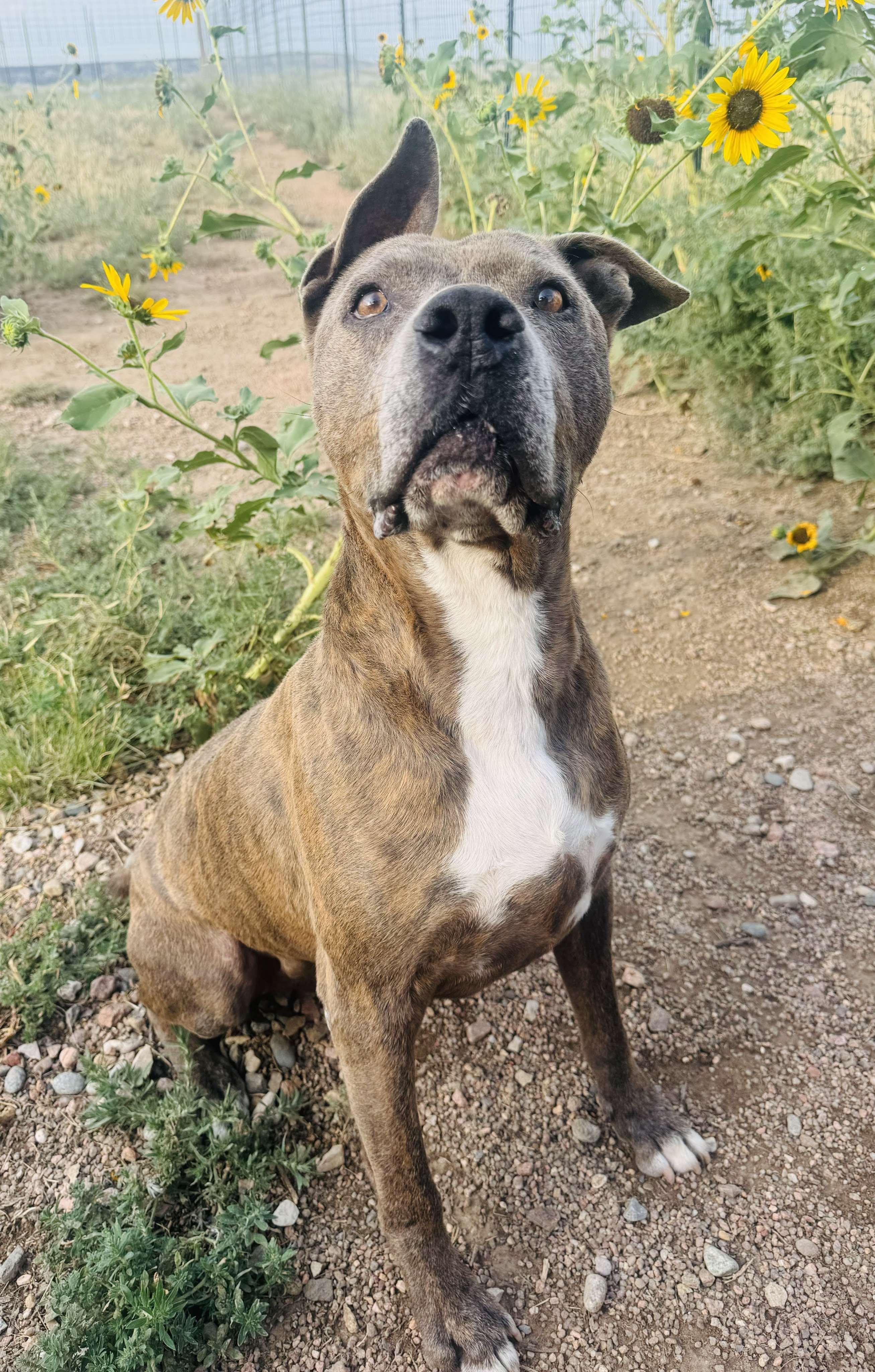 Enlarge Edward, a Adoptable mixed breed in RYE, CO image 6/6