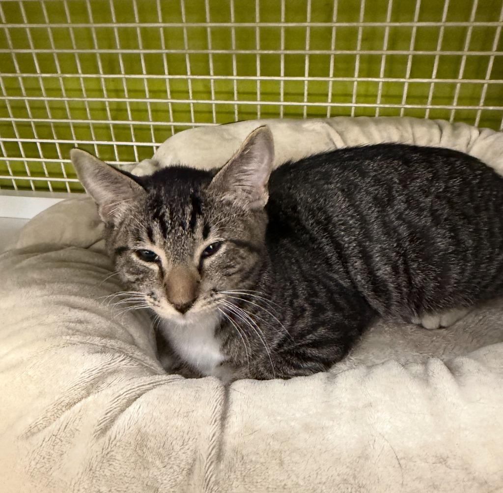 George, Adoptable, Kitten Male Domestic Short Hair.