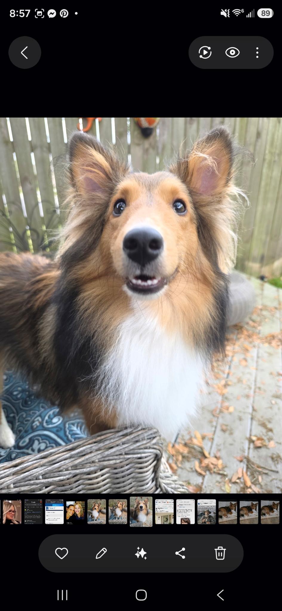 Enlarge Charlie, a Adoptable Shetland Sheepdog / Sheltie in Palm Bay, FL image 2/5