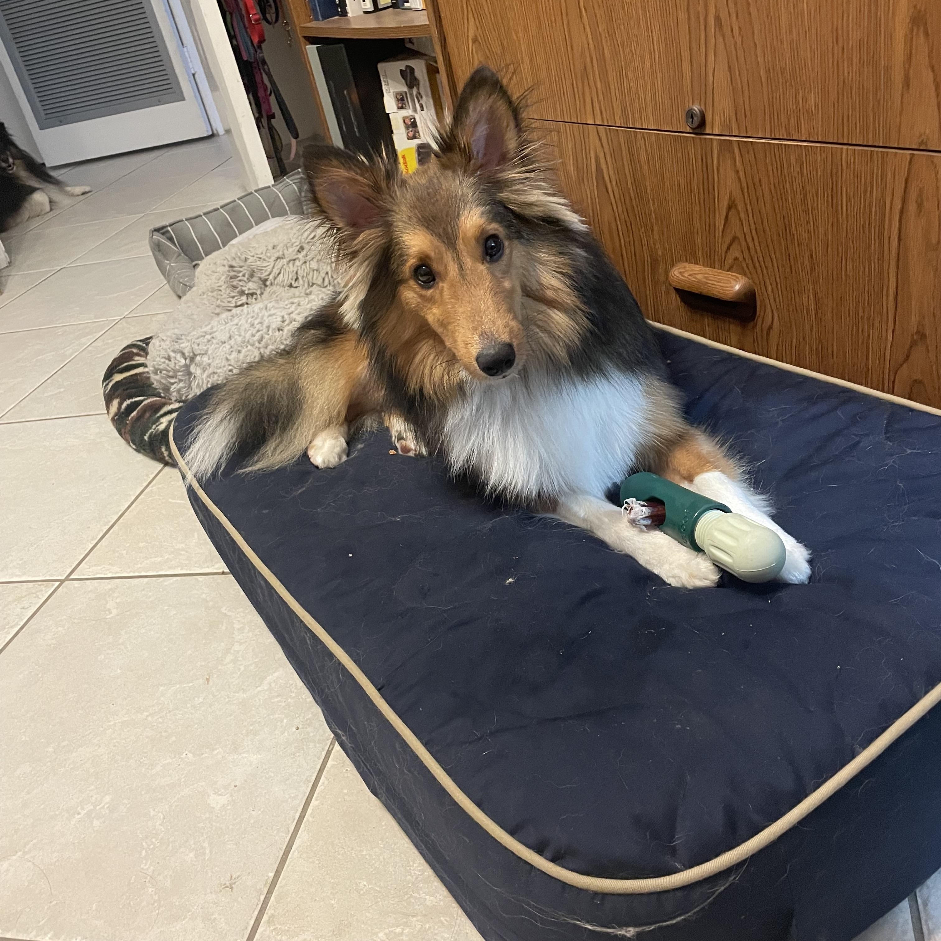 Enlarge Charlie, a Adoptable Shetland Sheepdog / Sheltie in Palm Bay, FL image 5/5